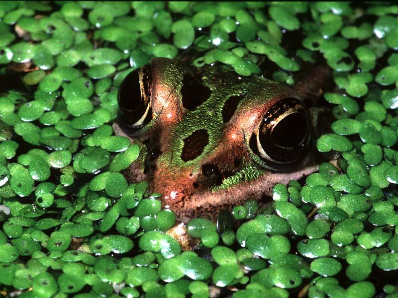 1ws- Frog in Duckweed.jpg