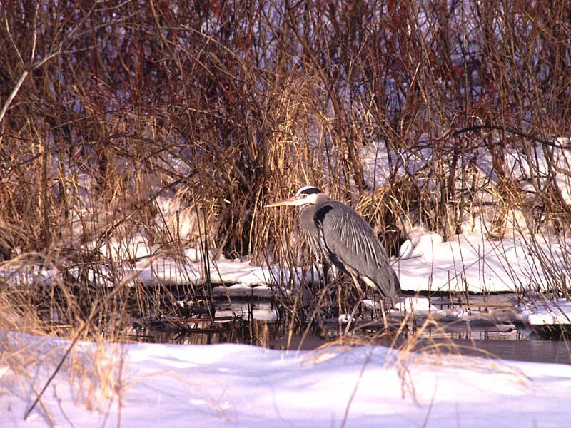 1ws- Heron in Winter.jpg