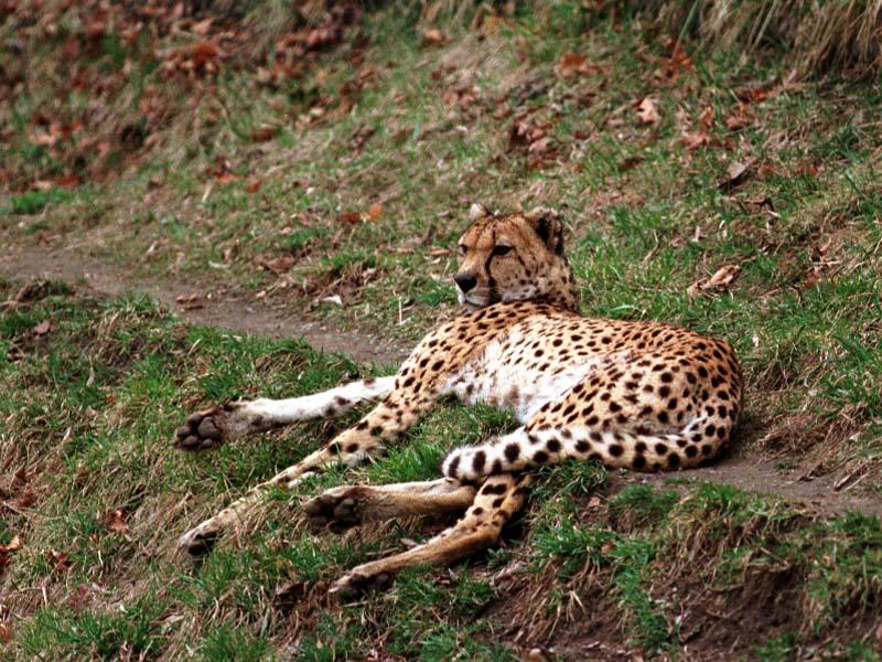 1ws- Leopard.jpg