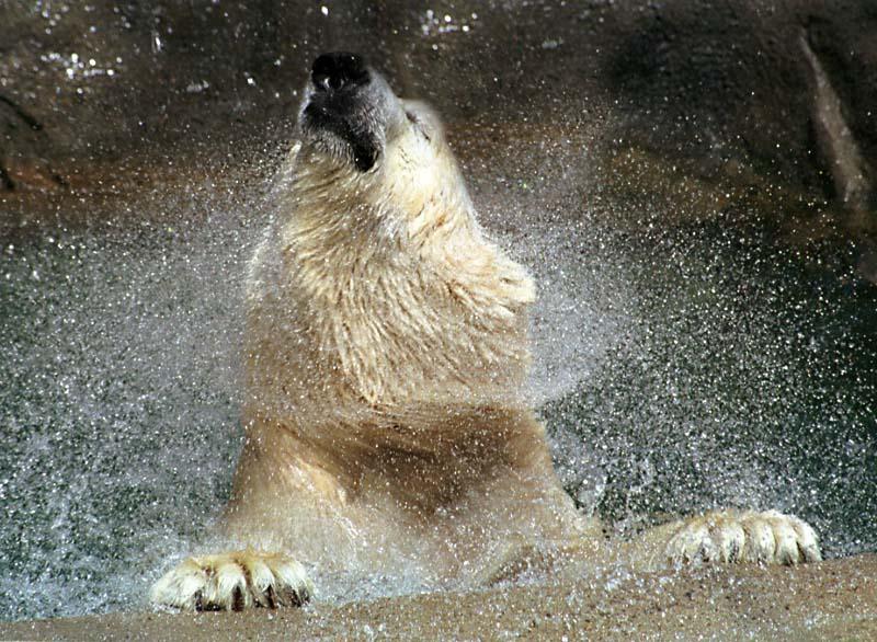 1ws- Polar bear.jpg