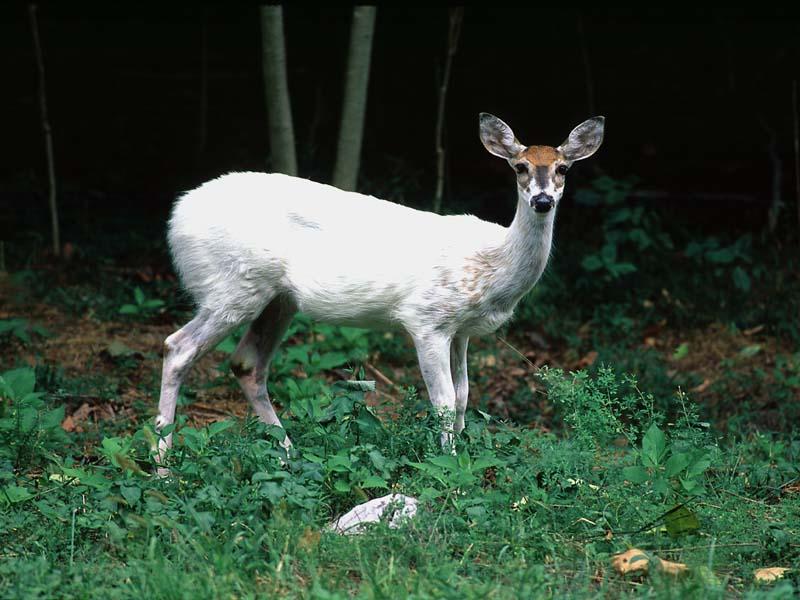 1ws- White Deer.jpg