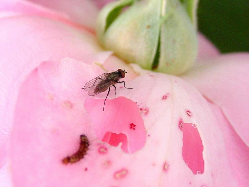 ' fly3.jpg