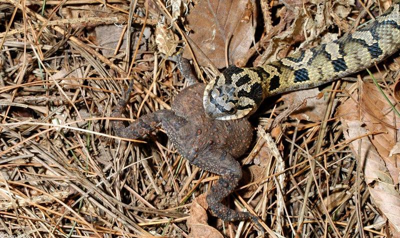 eastern hognose snake and American toad004.jpg