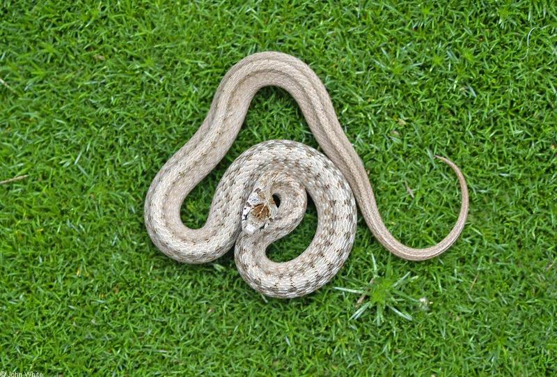 northern brown snake 501.jpg
