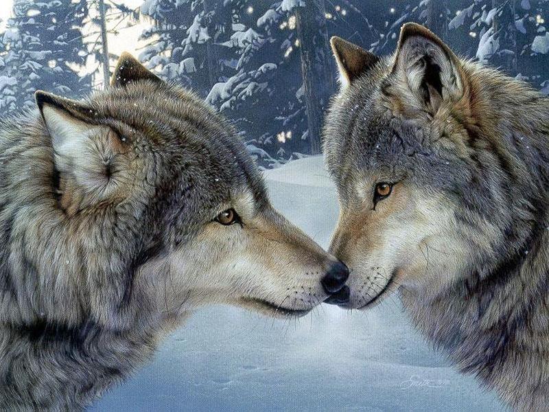 3D wolves.jpg
