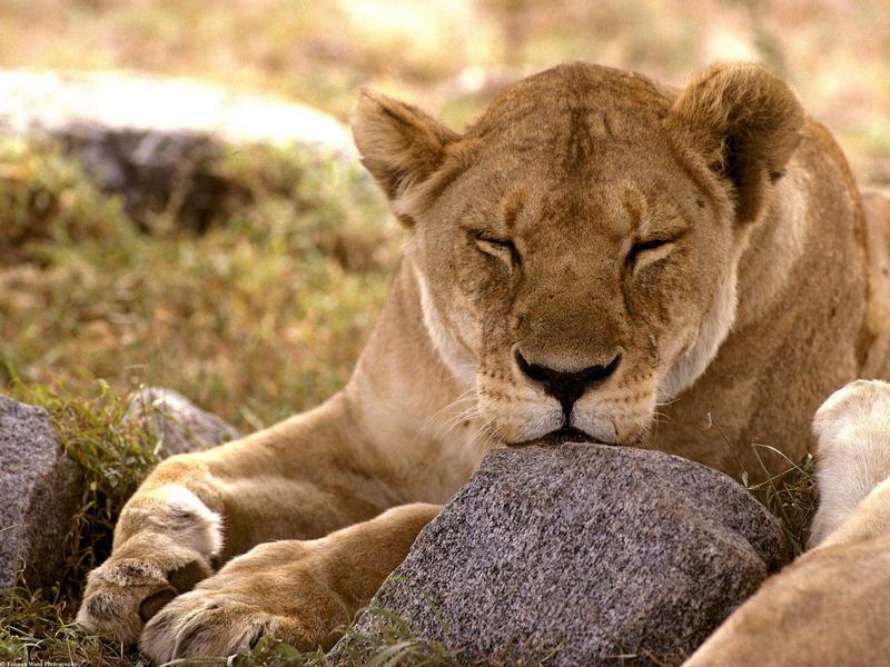 African Lion Serengeti Africa.jpg