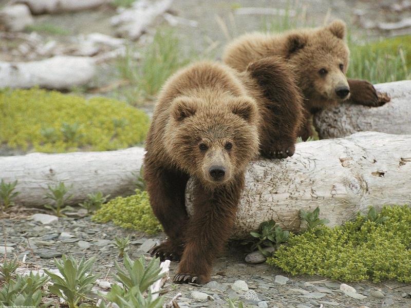 Alaskan Playtime Brown Bear Cubs.jpg