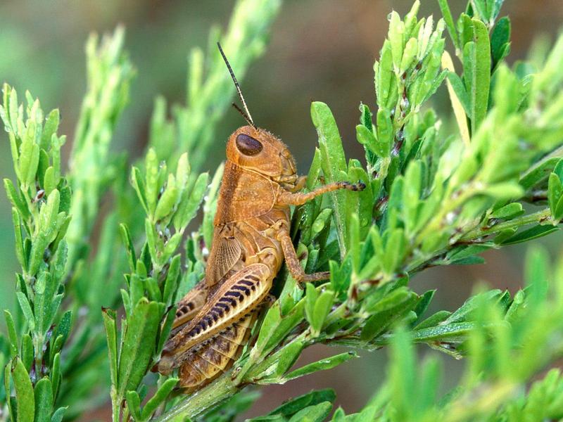 Grasshopper in Meadow.jpg