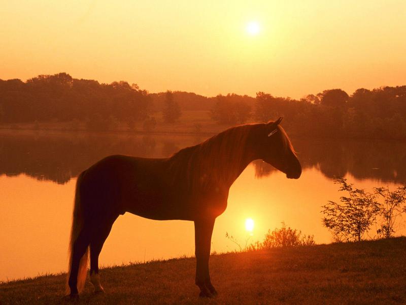 Joe Banjo Rocky Mountain Horse Pennsylvania.jpg