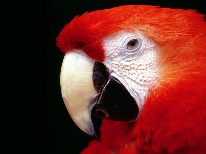 Scarlet Macaw.jpg