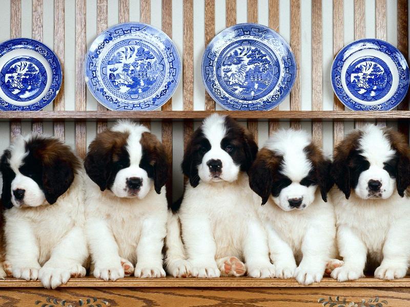 St Bernard Puppies.jpg
