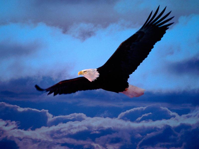 On Freedom's Wings.jpg