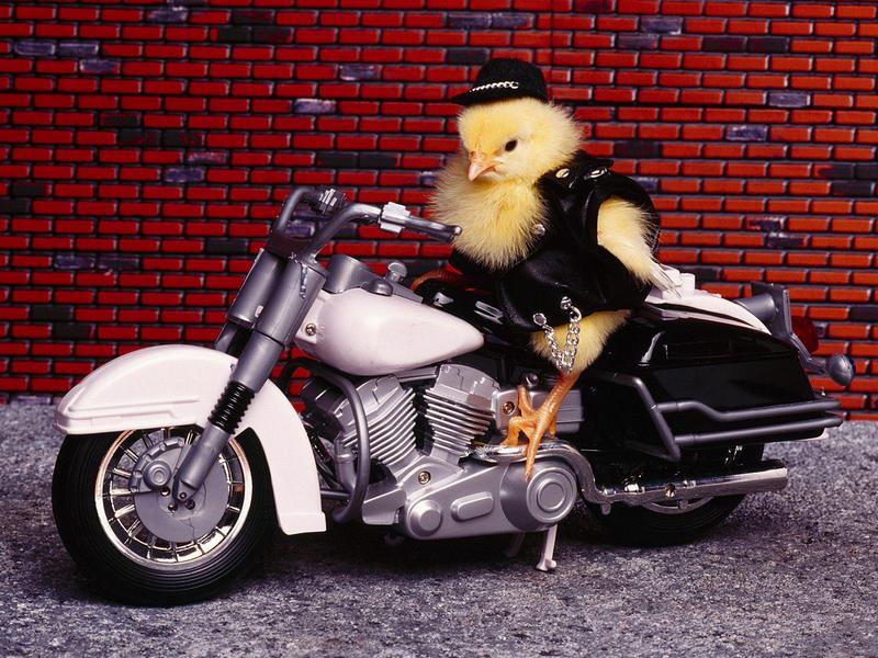 Biker Chick.jpg