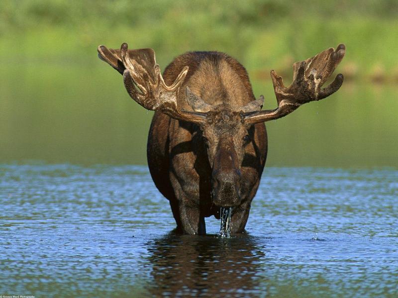 Bull Moose Alaska.jpg
