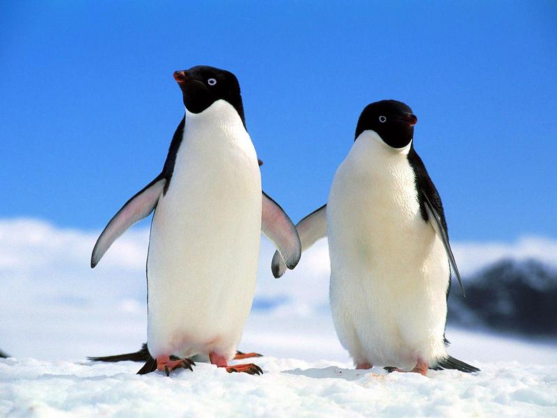 Companions Adelie Penguins.jpg