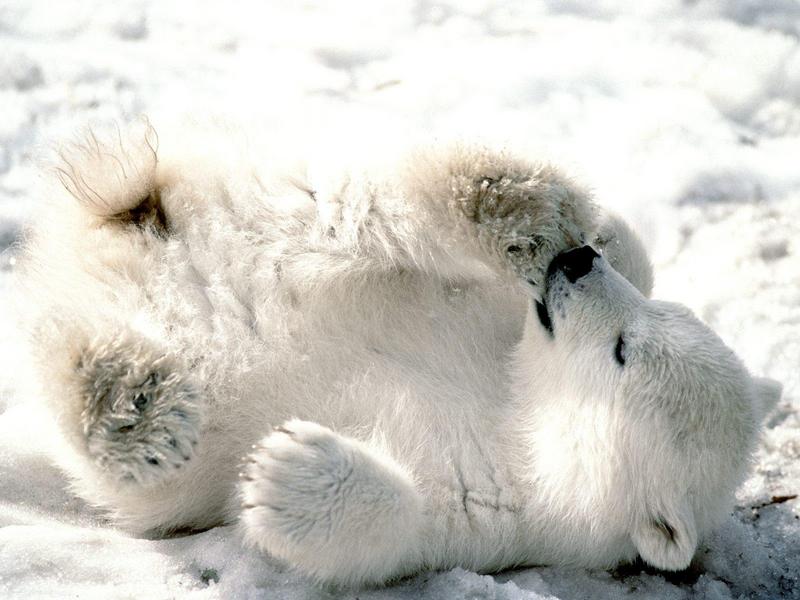 Playful Baby Polar Bear.jpg