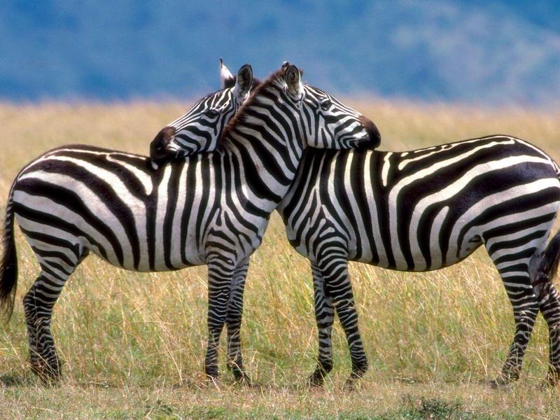 Serengeti Love Burchell's Zebras.jpg