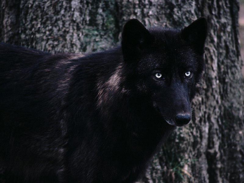 Timber Wolf.jpg