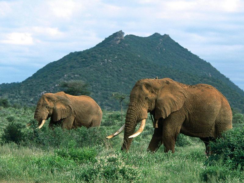 African Elephants.jpg