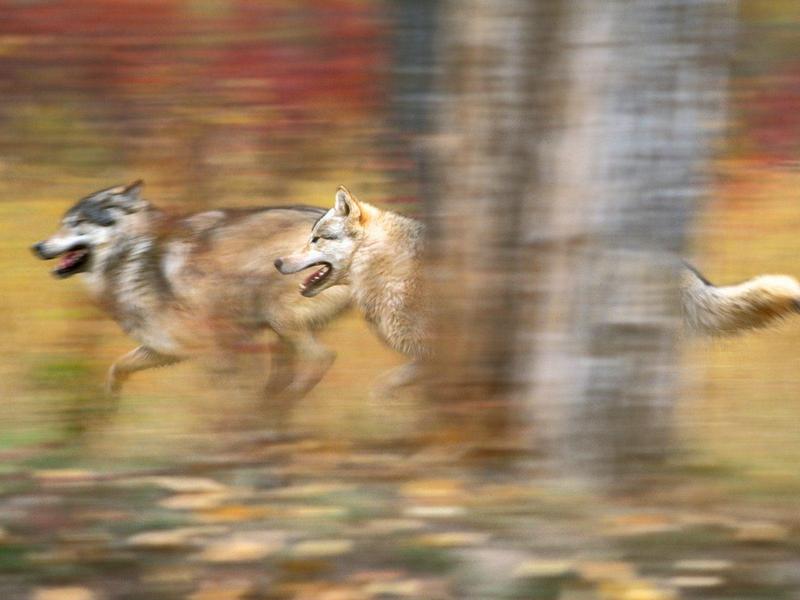 Gray Wolves on the Run.jpg