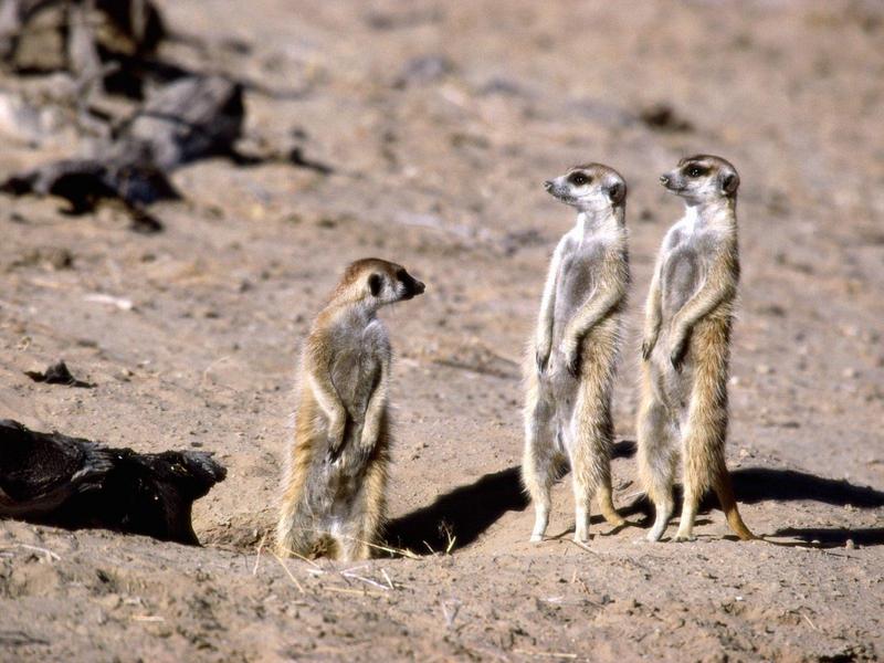 Meerkats South Africa.jpg