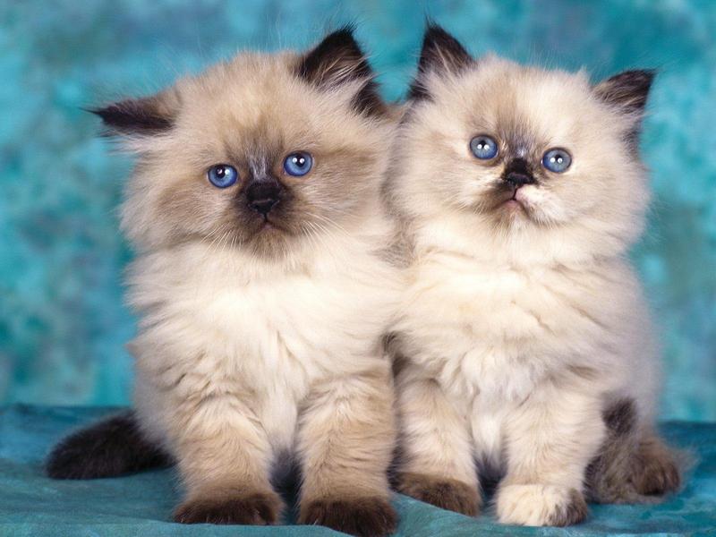 Himalayan Kittens.jpg