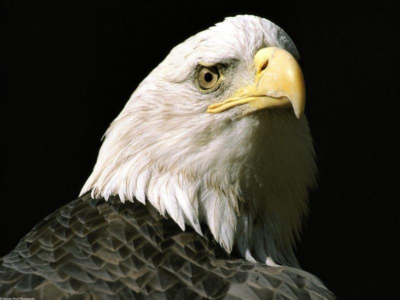 The Nation's Lookout Bald Eagle Alaska.jpg