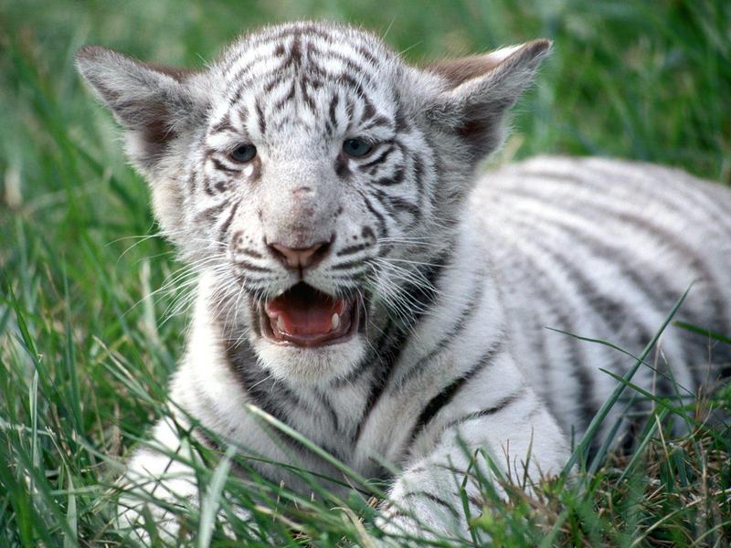 White Bengal Tiger Cub.jpg