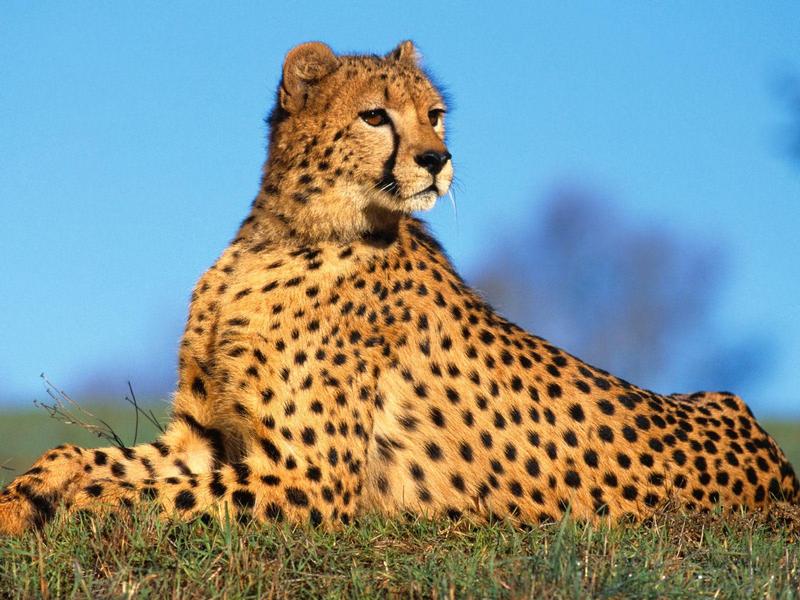 Fast Predator Cheetah.jpg