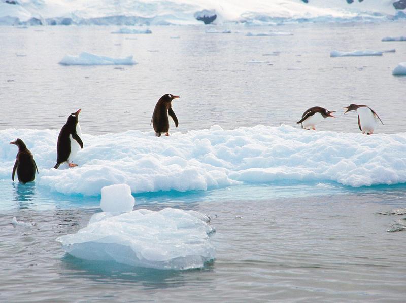 Making a Scene Gentoo Penguins Antarctica.jpg