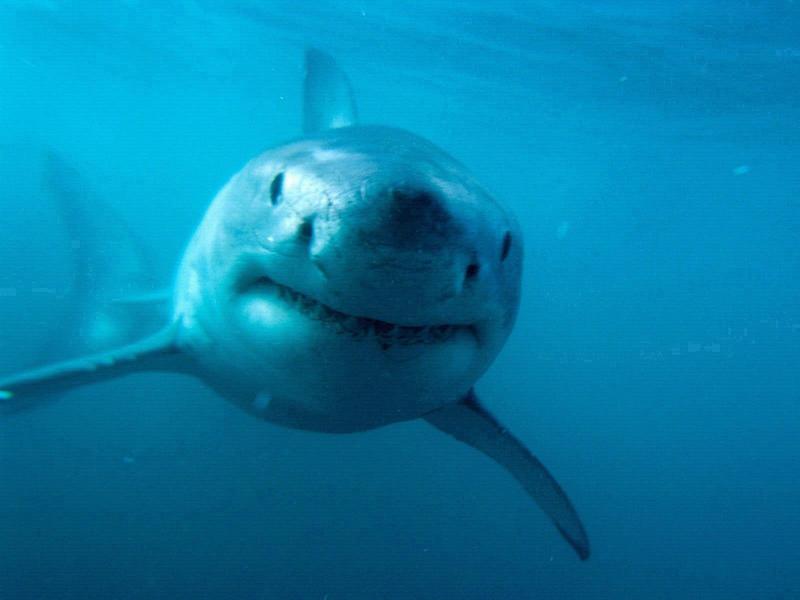 Predator Great White Shark.jpg