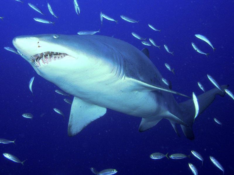 Predator Sand Tiger Shark.jpg