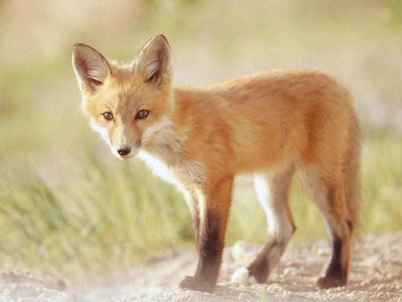 Red Fox Kit Indiana.jpg