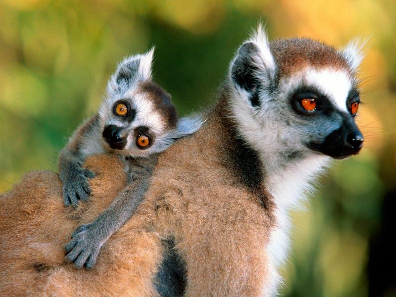 Ring-tailed Lemurs.jpg