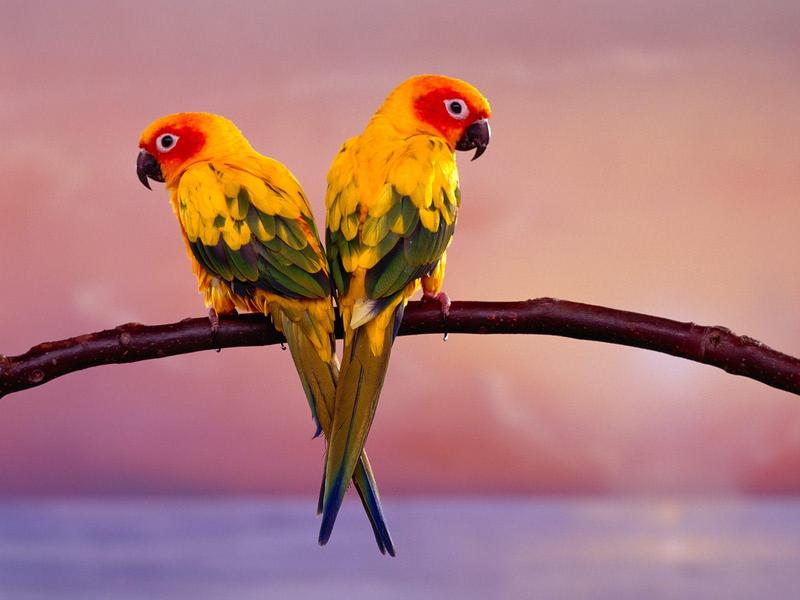 Sun Conure Parrots.jpg