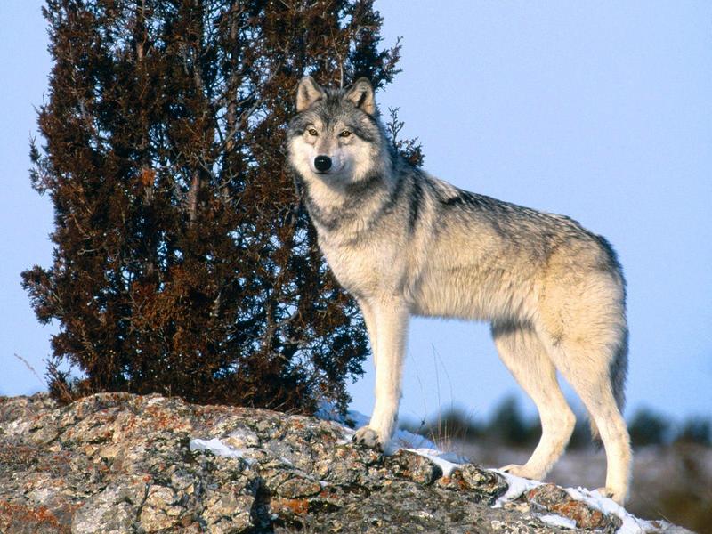 The Scout Gray Wolf.jpg