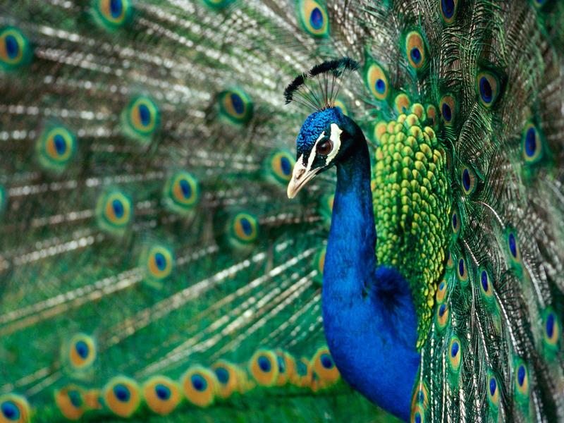True Colors Peacock.jpg