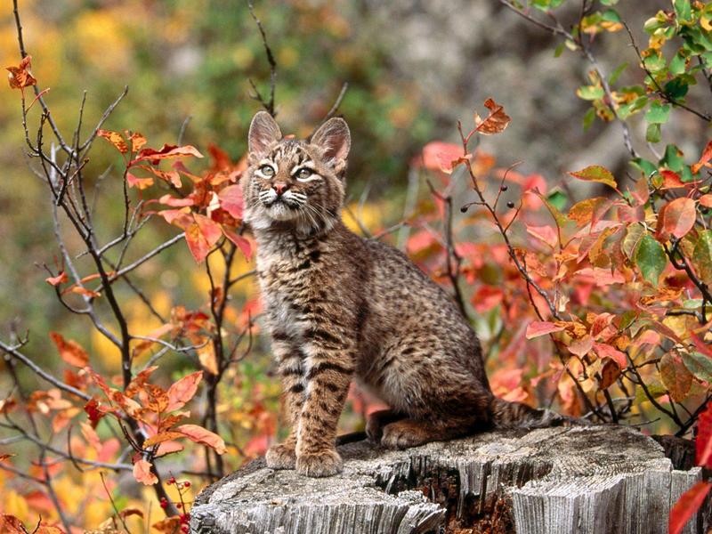 Bobcat Kitten.jpg
