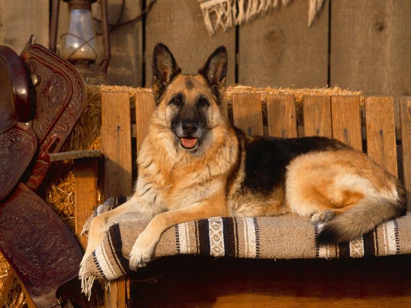 Country Canine German Shepherd.jpg
