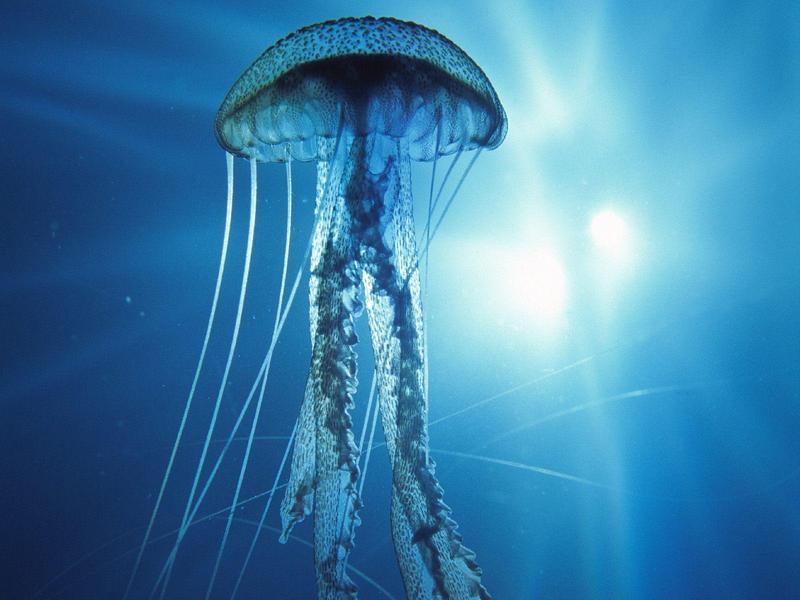 Electric Jellyfish.jpg