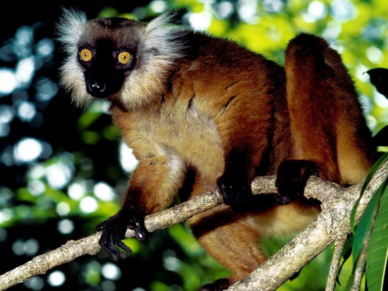 Black Lemur Malagasy Republic.jpg