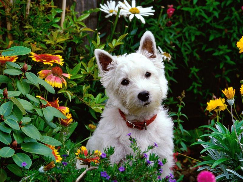 West Highland Terrier.jpg
