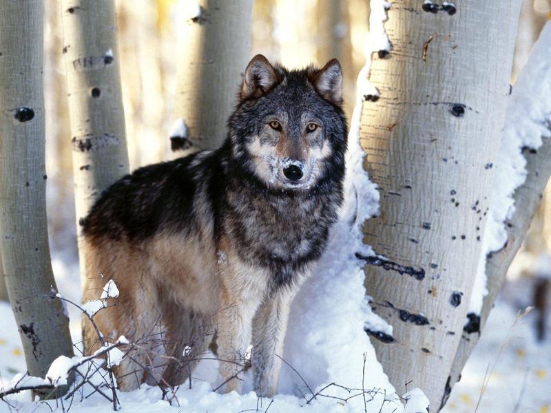 Winter Hunting Gray Wolf.jpg
