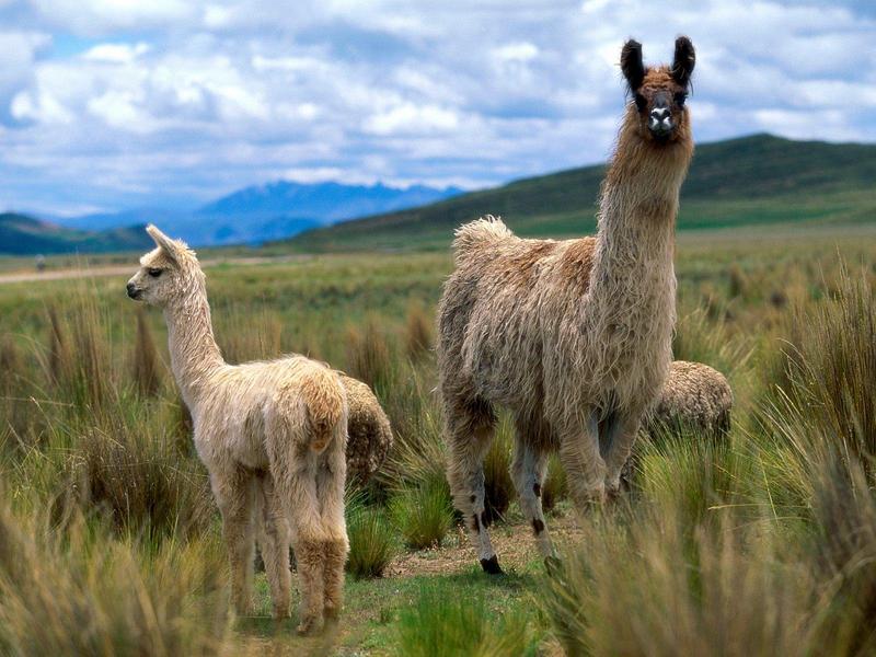 Llamas Andes Mountains.jpg