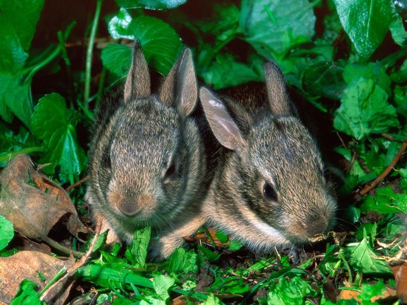 Baby Cottontail Rabbits Louisville Kentucky.jpg