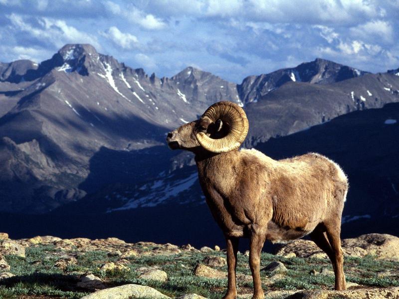 Big Horn Ram Rocky Mountain National Park Colorado.jpg