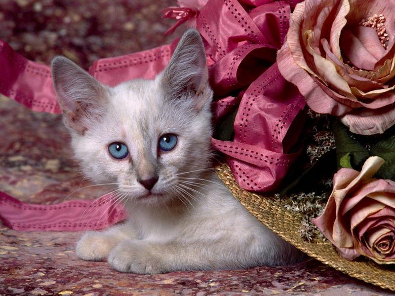 Cat in the Hat Siamese Kitten.jpg