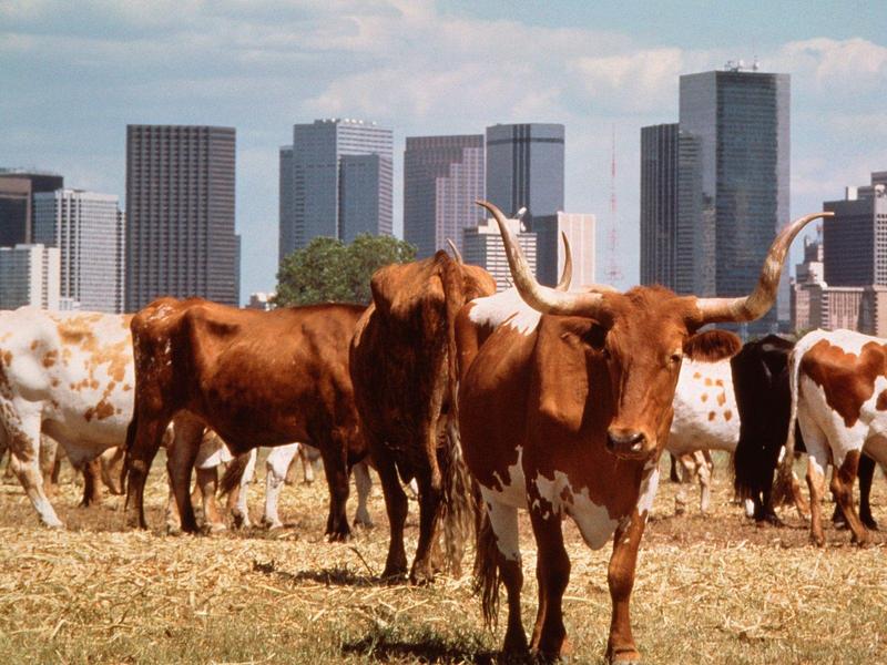 City Slickers Dallas Texas.jpg