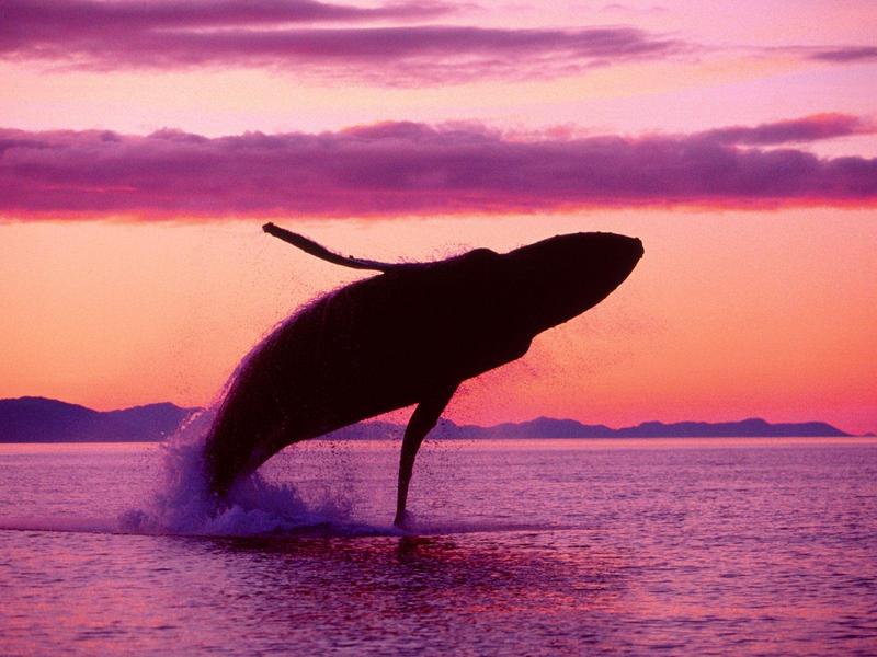 Crimson Flight Humpback Whale Alaska.jpg