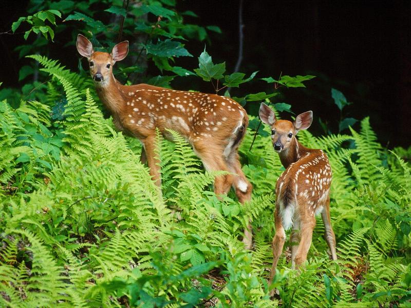 Curious Fawns.jpg